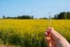 Hand Holding Test Tube With Liquid On Background Of Canola Flowers Field Blooming Farm. Rapeseed Oil Over Natural Background. Farmer Soil Sample In Tube Chemical Analysis Ph Test. Agrochemical Analysis Soil Quality Monitoring Concept