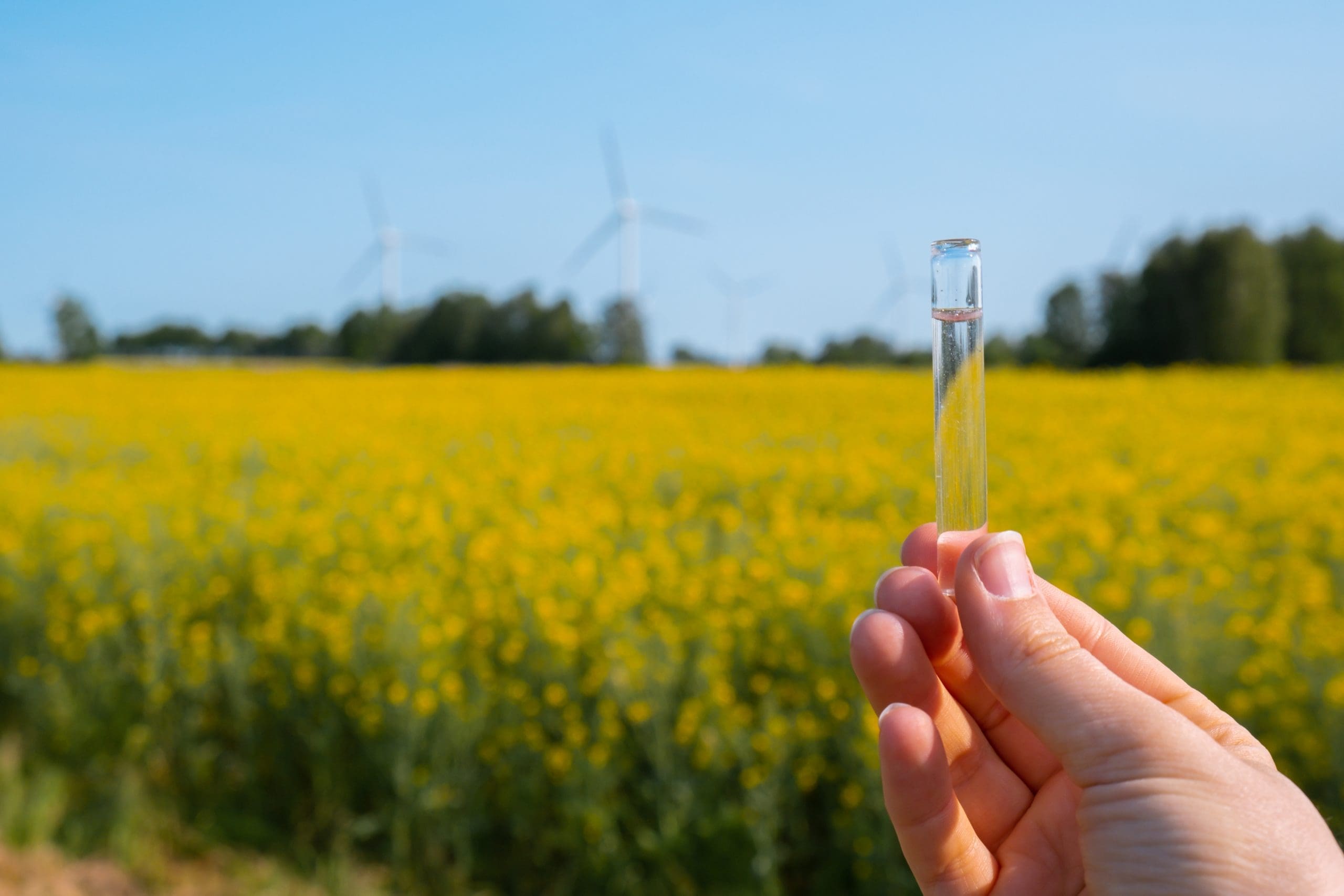 Hand Holding Test Tube With Liquid On Background Of Canola Flowers Field Blooming Farm. Rapeseed Oil Over Natural Background. Farmer Soil Sample In Tube Chemical Analysis Ph Test. Agrochemical Analysis Soil Quality Monitoring Concept