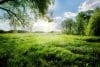 Spring In The Forest
