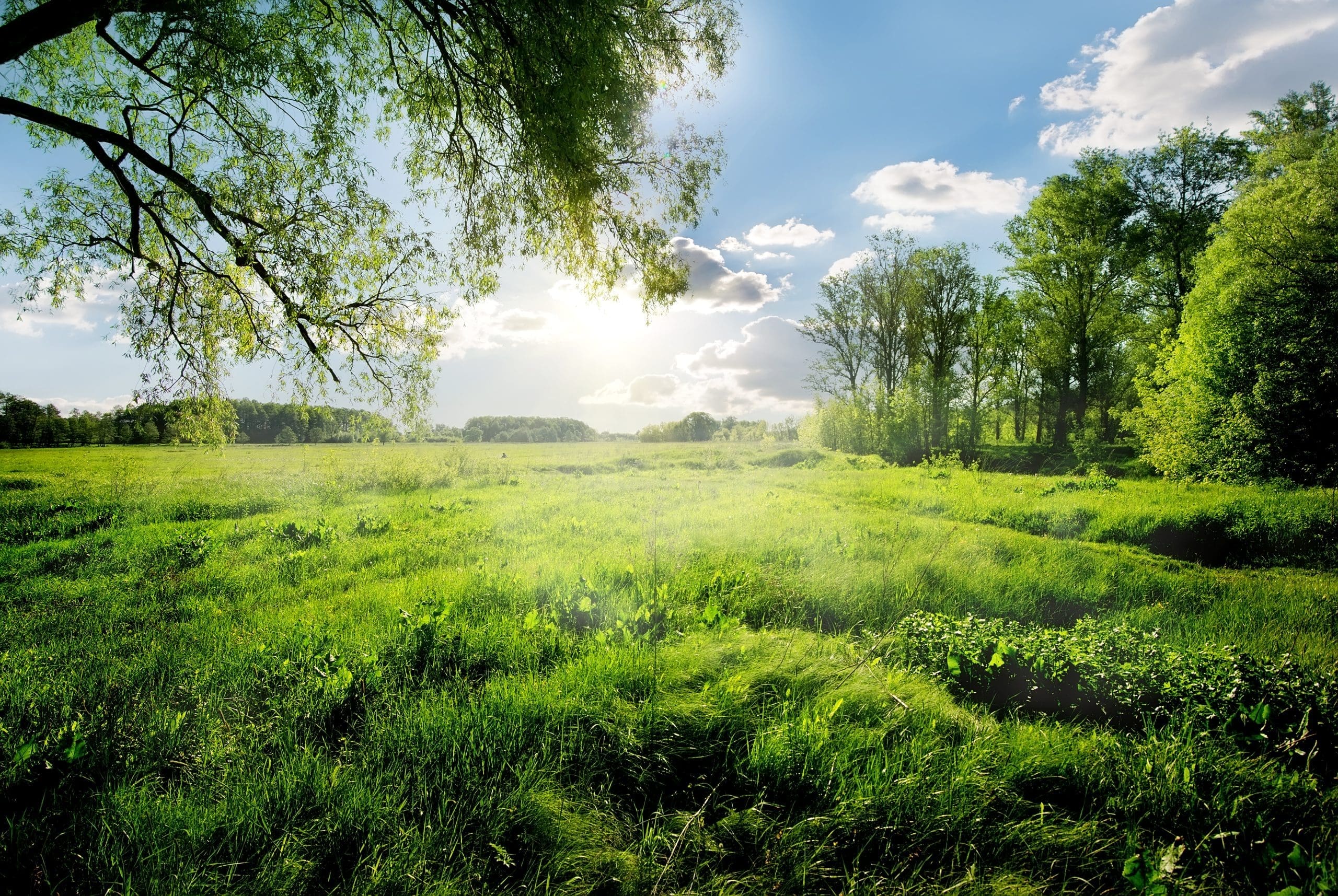 Spring In The Forest