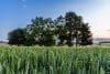 Trees Stand In A Wheat Field In The Countryside Against A Cloudy Sky