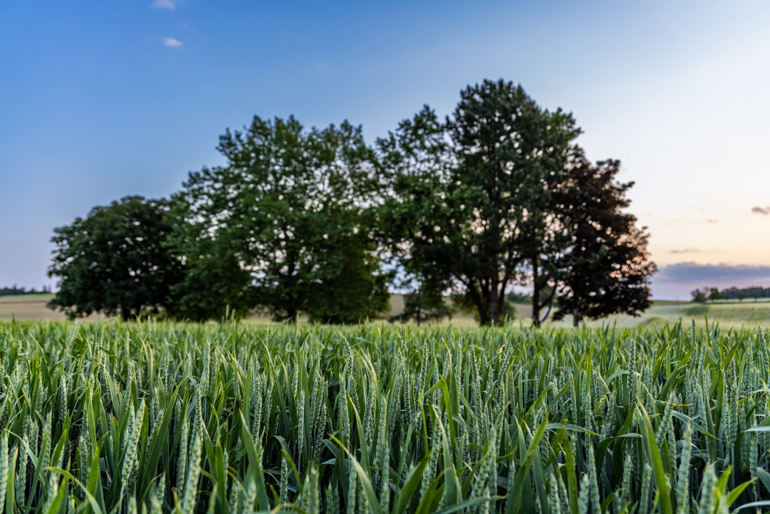Trees Stand In A Wheat Field In The Countryside Against A Cloudy Sky