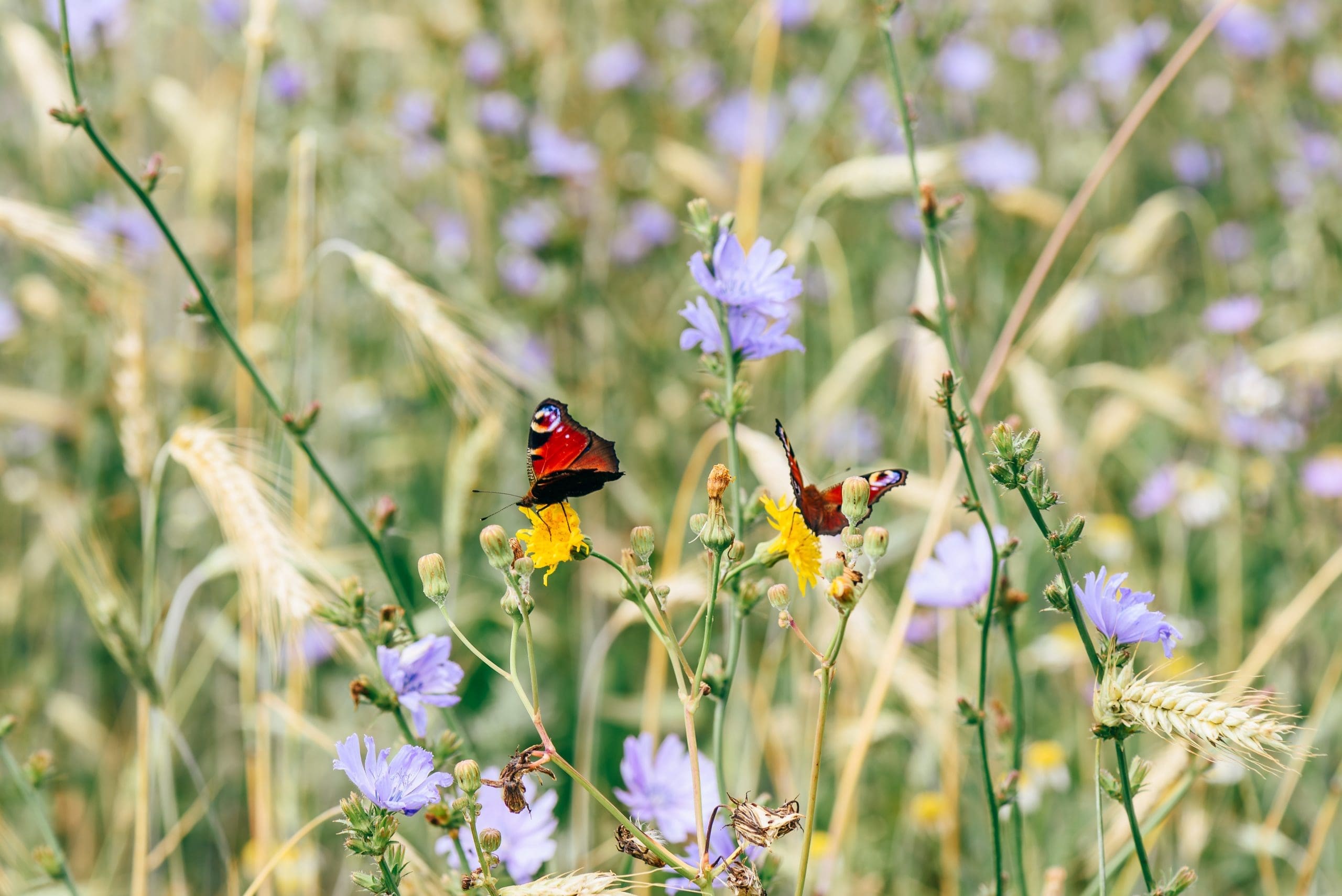 Two European Peacock Butterflies On The Yellow Flowers